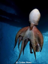 Tentacles view!! Always look up.. by Carlos Pérez 